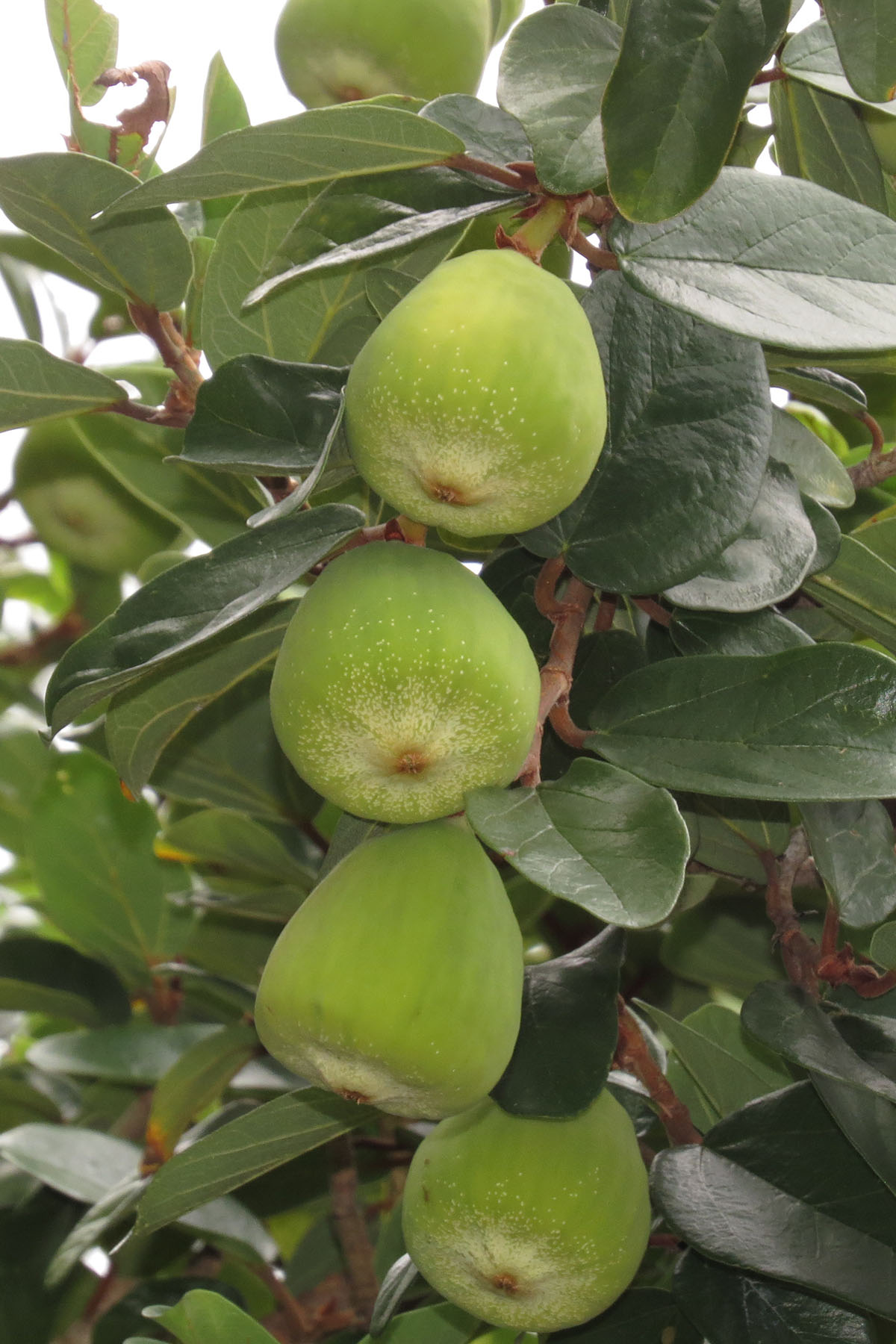 Weird and wonderful local fruits of Hong Kong KFBG BlogKadoorie